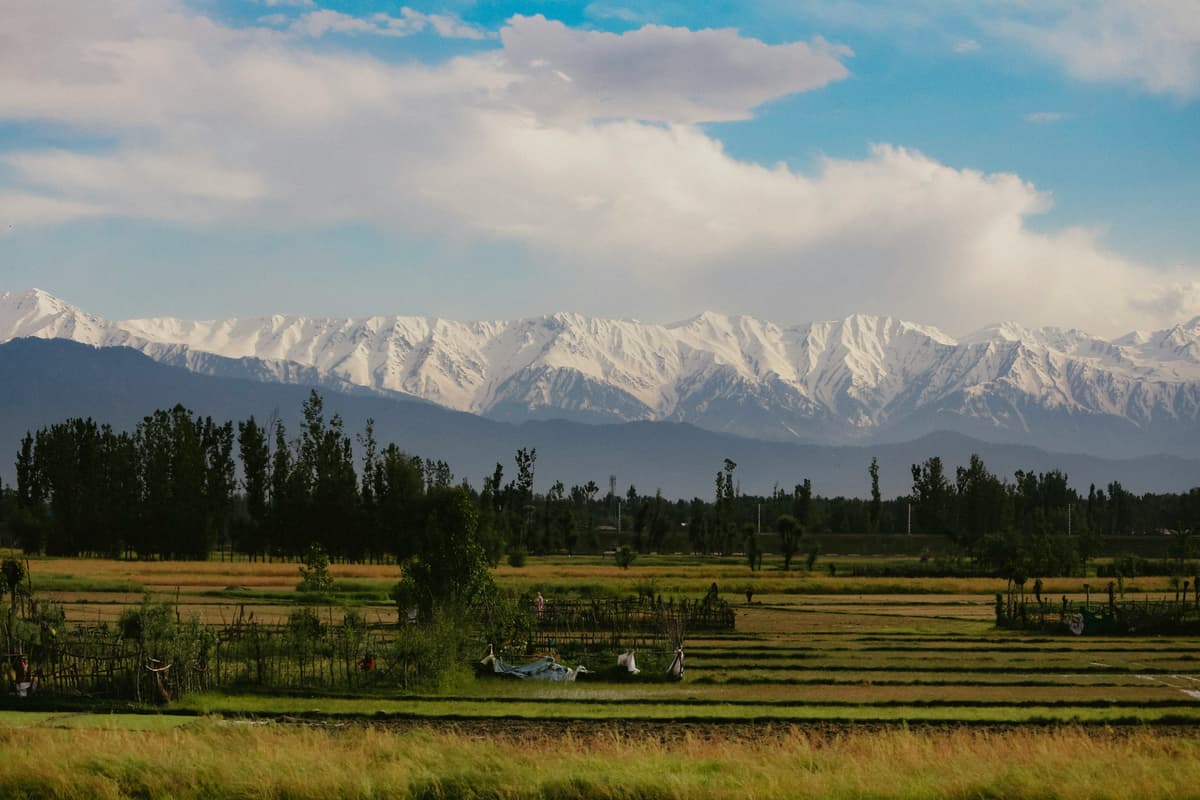 Traditional houseboats on Dal Lake with mountains in background